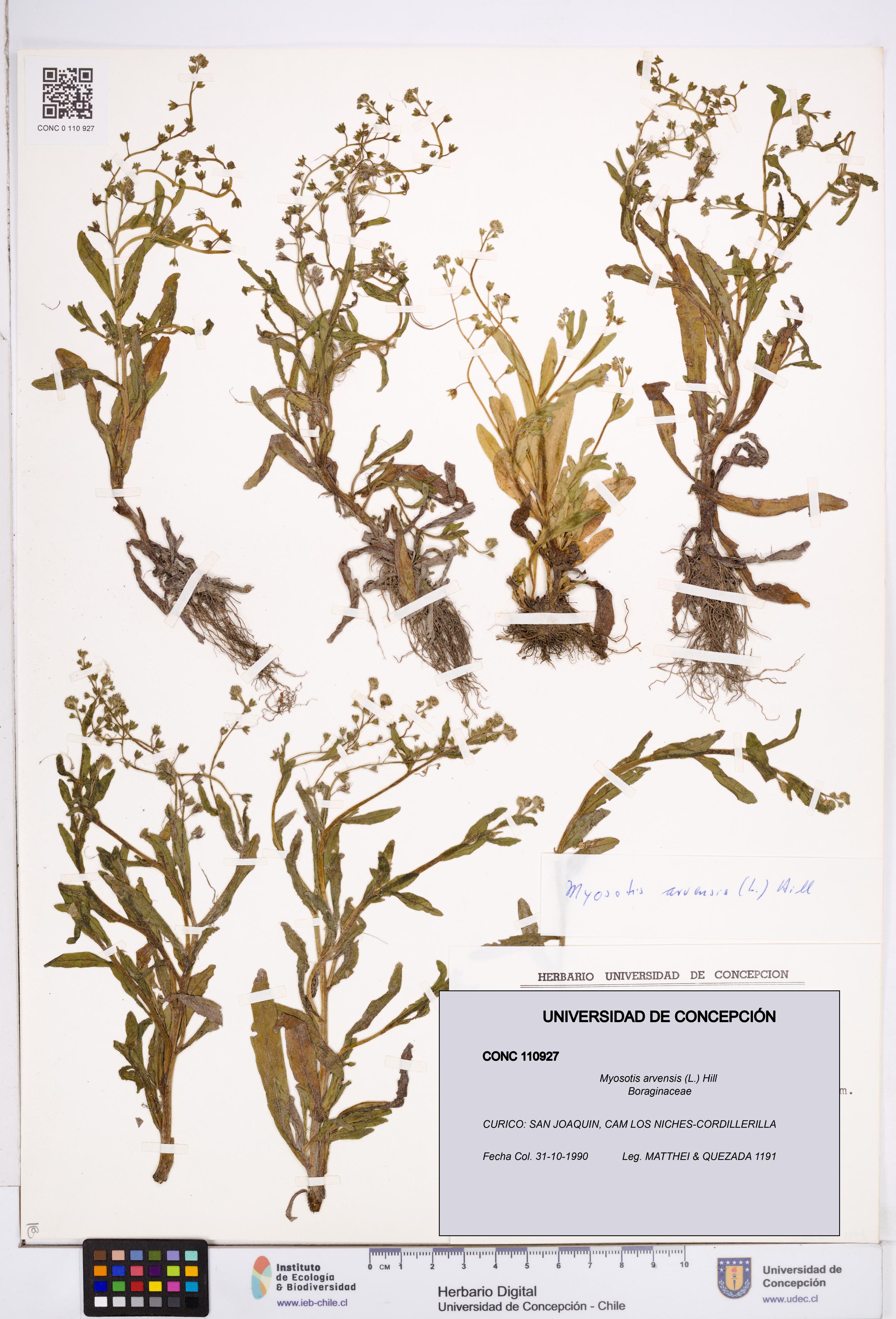 Myosotis arvensis [Espécimen: ]