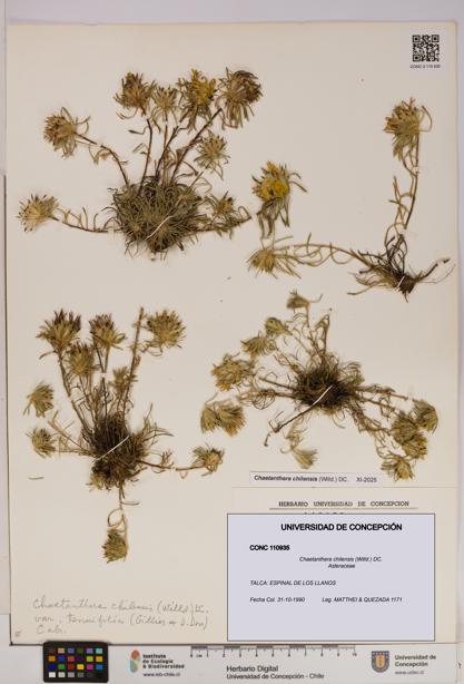 Chaetanthera chilensis [Espécimen: UDEC:CONC:0110935]