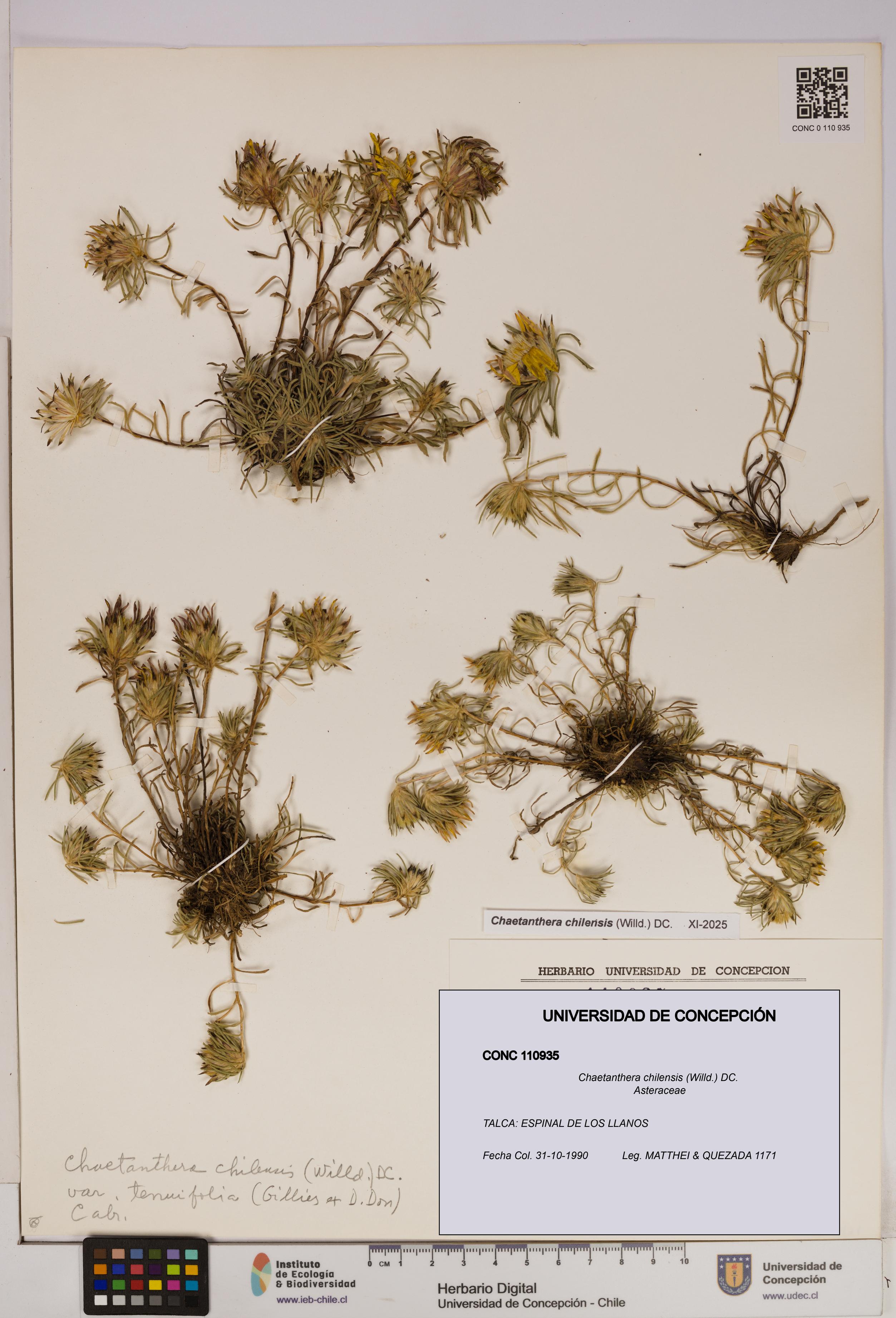 Chaetanthera chilensis [Espécimen: UDEC:CONC:0110935]