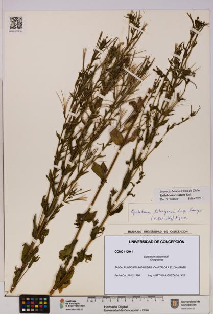 Epilobium ciliatum [Espécimen: UDEC:CONC:0110941]
