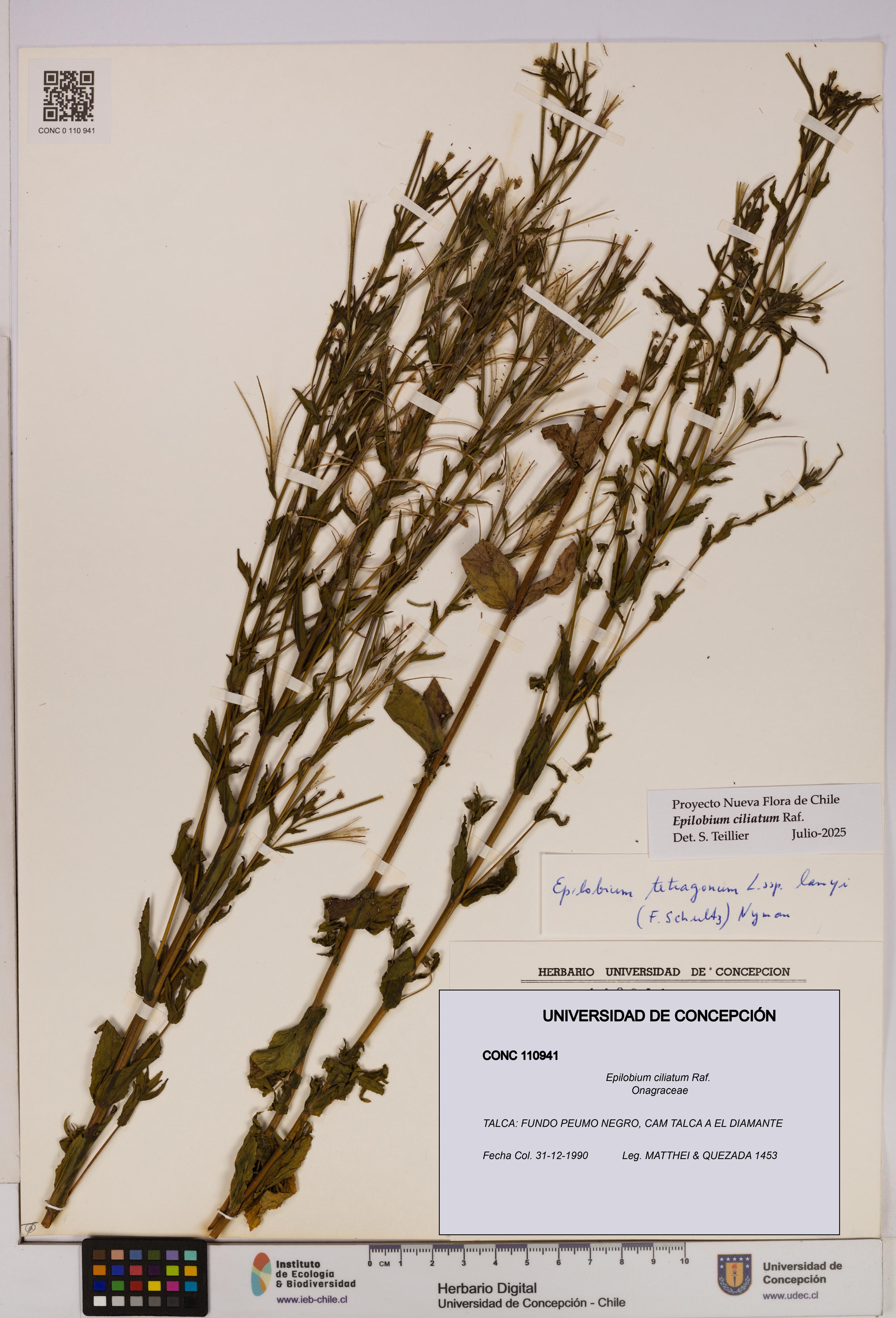 Epilobium ciliatum [Espécimen: UDEC:CONC:0110941]