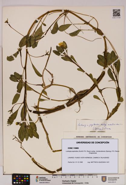Ludwigia peploides [Espécimen: UDEC:CONC:0110953]