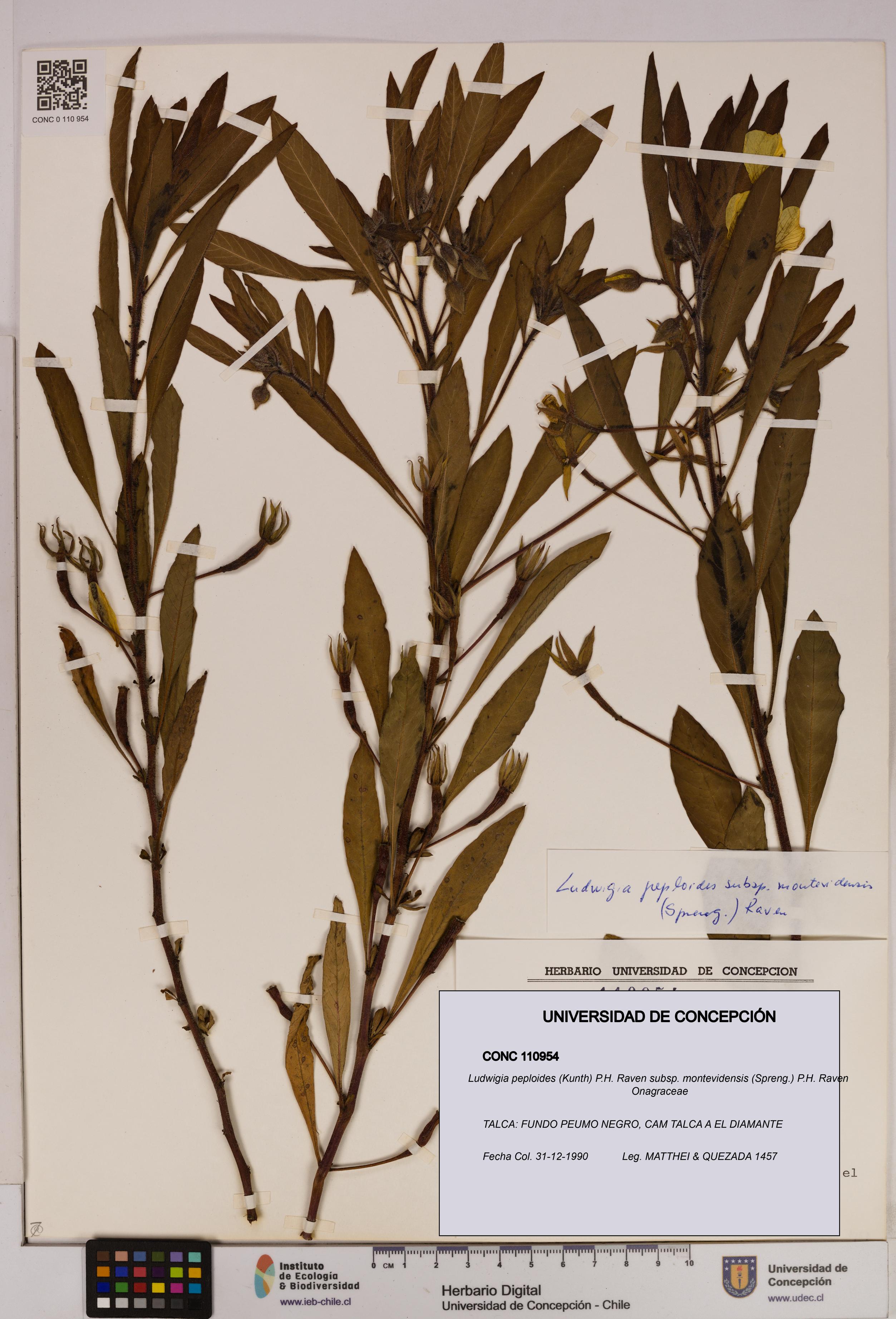Ludwigia peploides [Espécimen: UDEC:CONC:0110954]