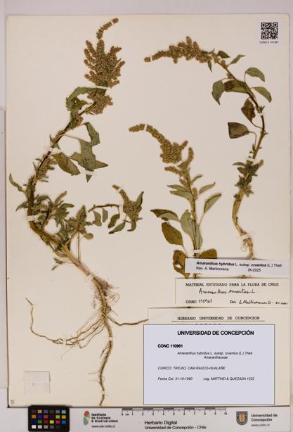 Amaranthus hybridus subsp. cruentus [Espécimen: UDEC:CONC:0110961]