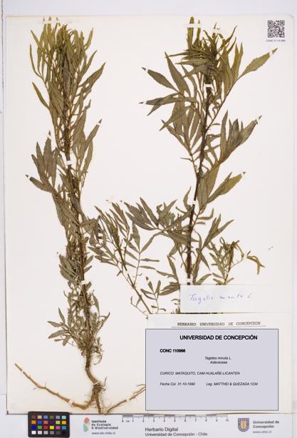 Tagetes minuta [Espécimen: ]