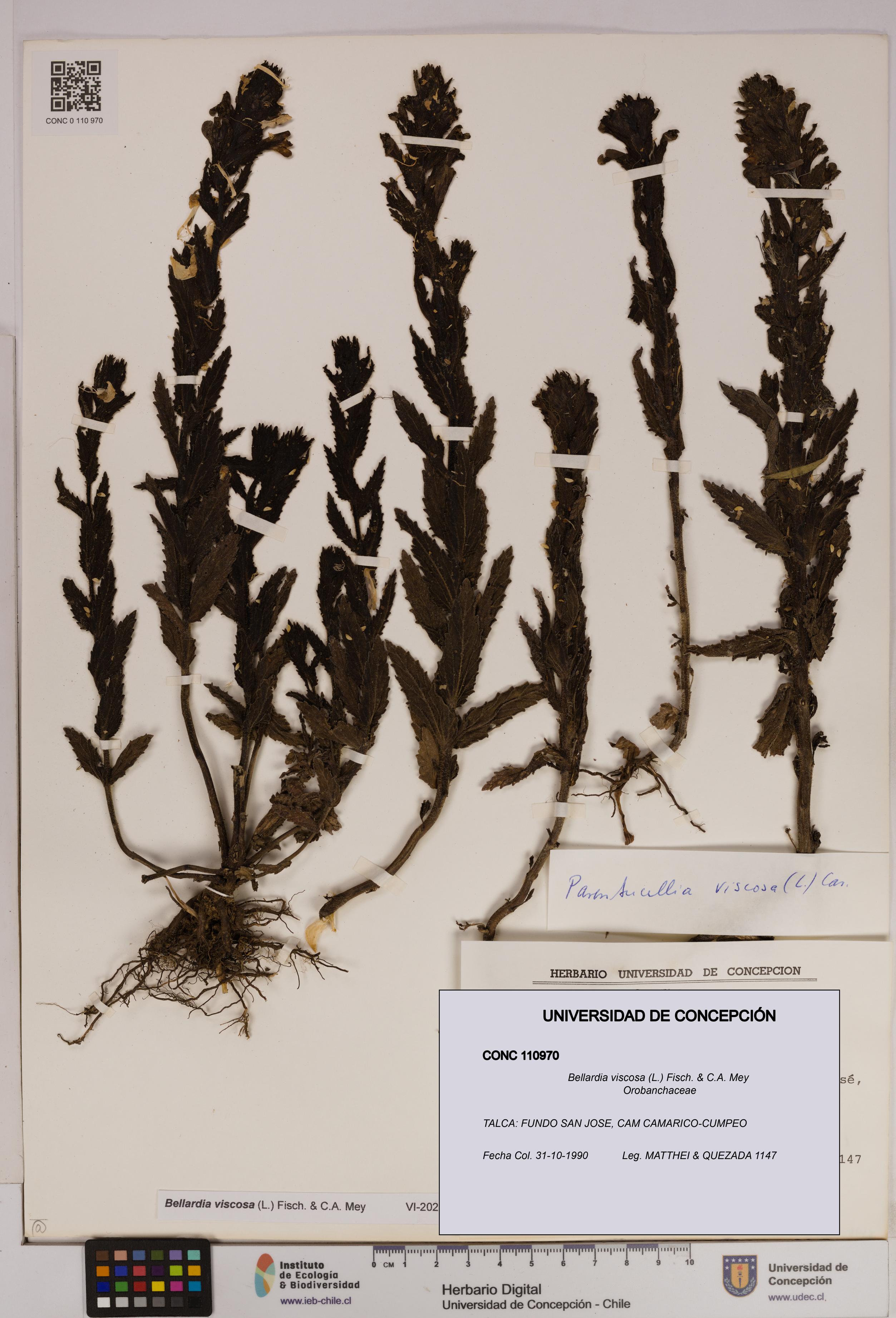 Bellardia viscosa [Espécimen: UDEC:CONC:0110970]