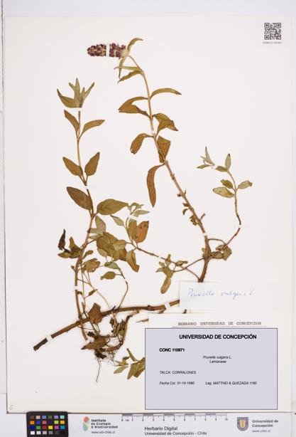 Prunella vulgaris [Espécimen: ]