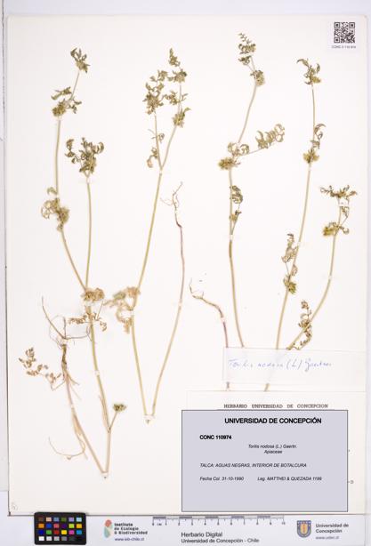 Torilis nodosa [Espécimen: ]