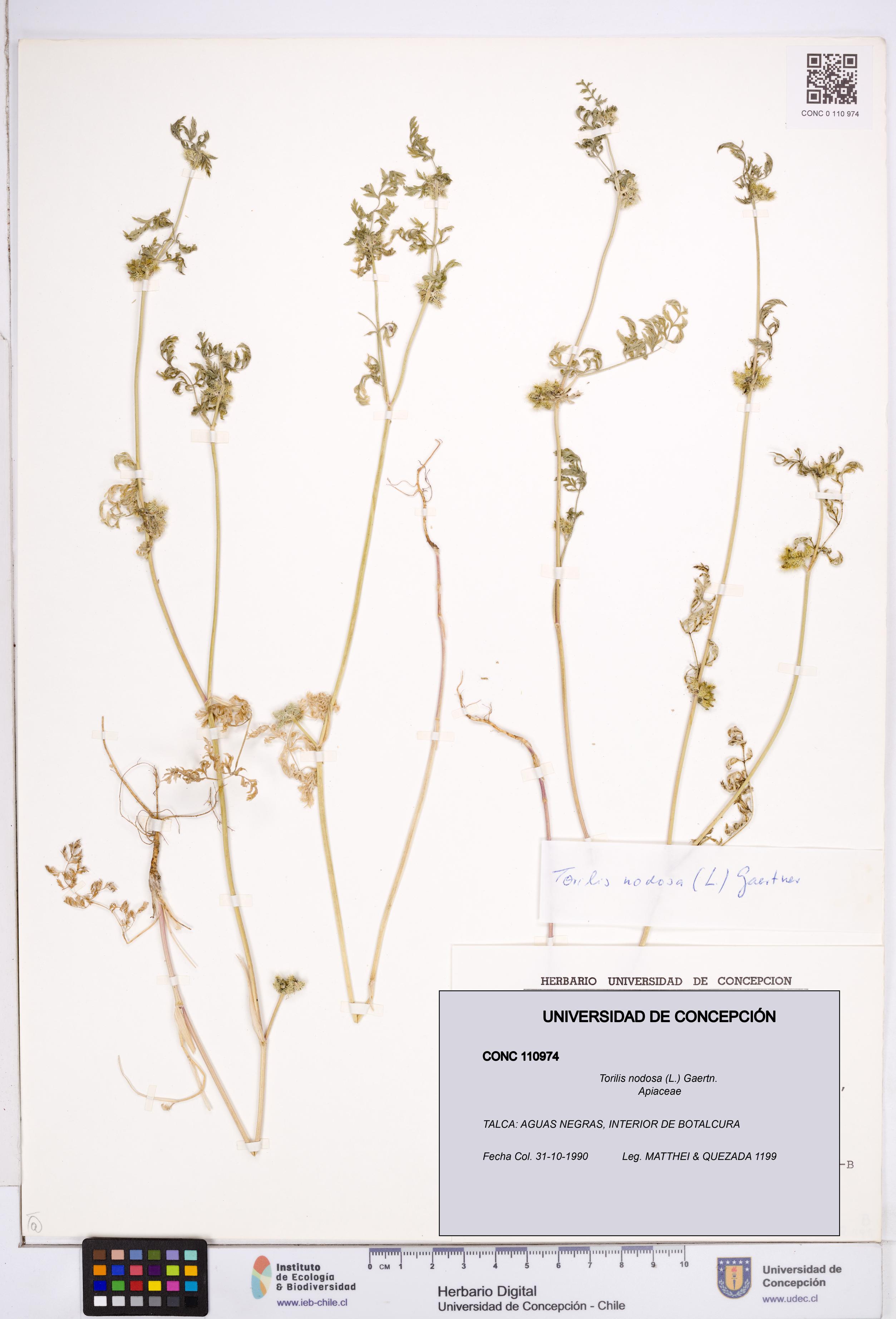 Torilis nodosa [Espécimen: ]