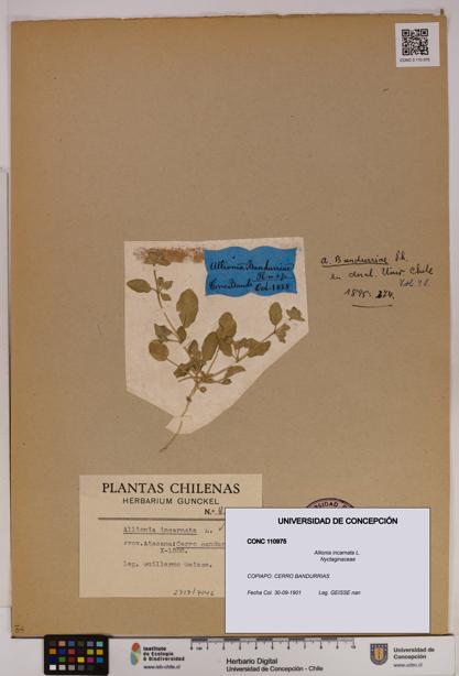 Allionia incarnata [Espécimen: UDEC:CONC:0110975]