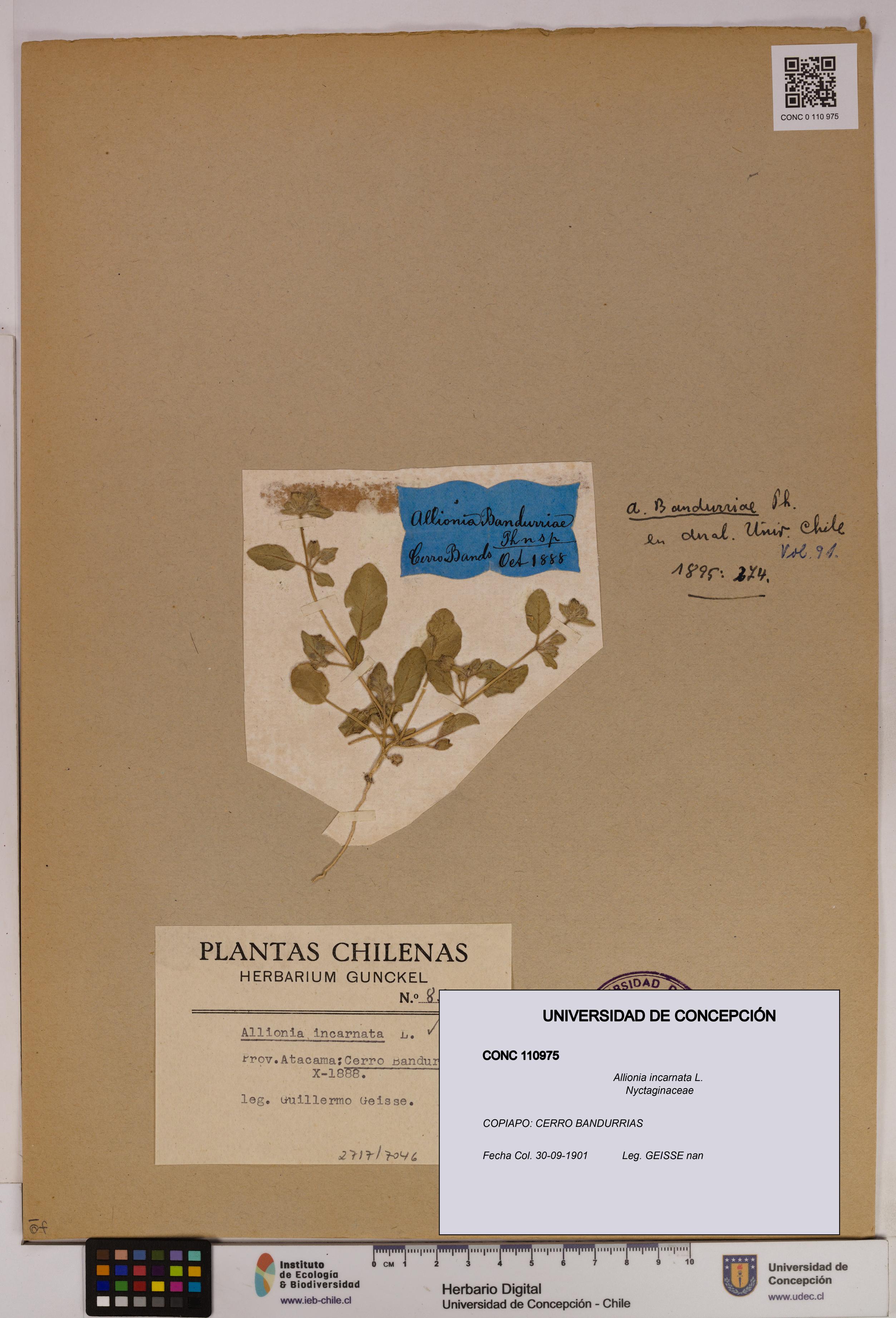 Allionia incarnata [Espécimen: UDEC:CONC:0110975]