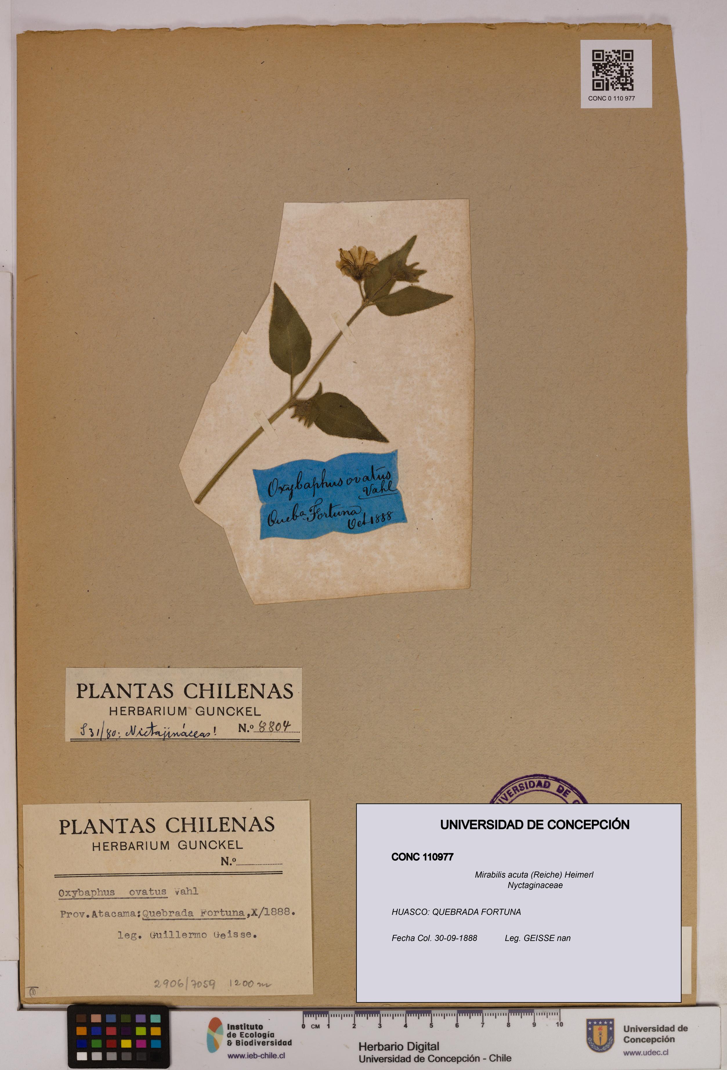 Mirabilis acuta [Espécimen: UDEC:CONC:0110977]