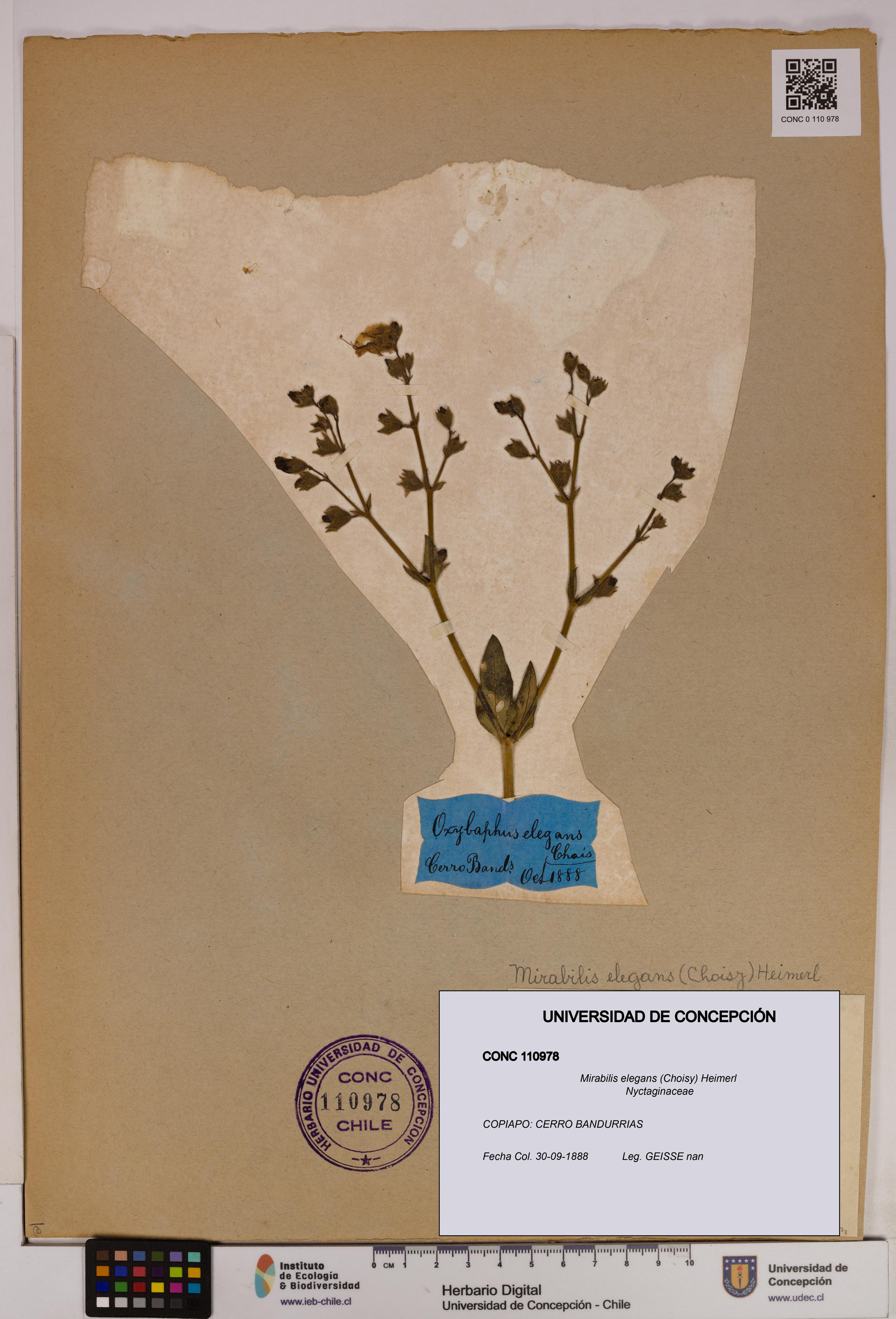 Mirabilis elegans [Espécimen: UDEC:CONC:0110978]