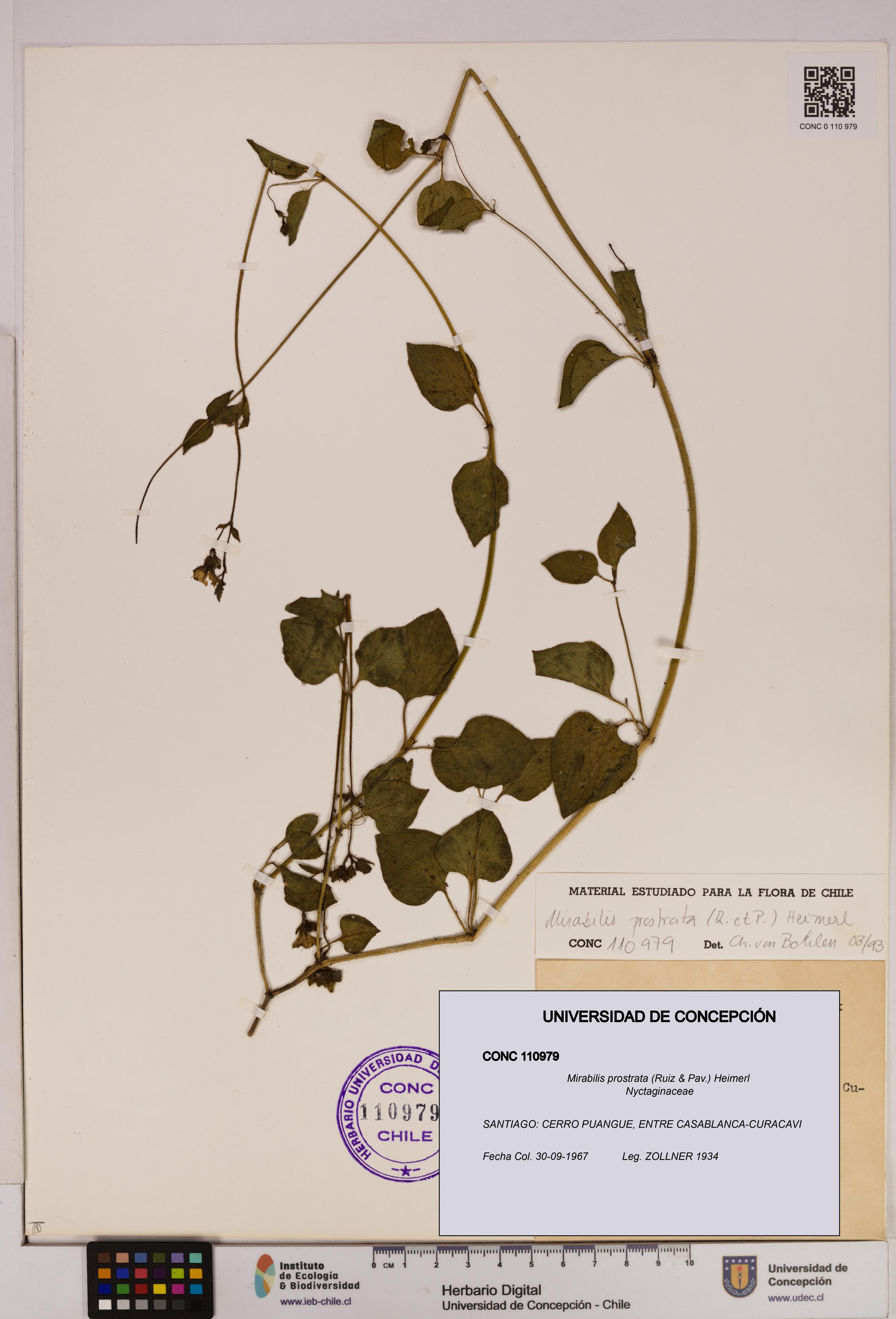 Mirabilis prostrata [Espécimen: UDEC:CONC:0110979]