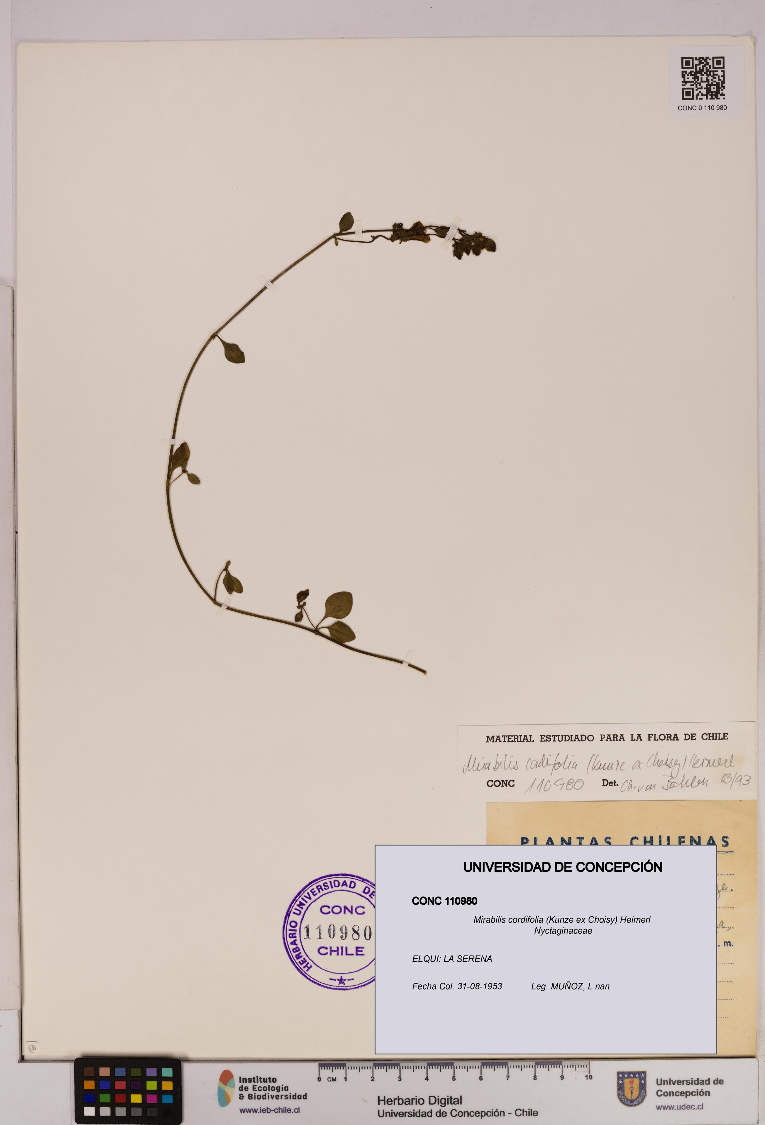 Mirabilis cordifolia [Espécimen: UDEC:CONC:0110980]