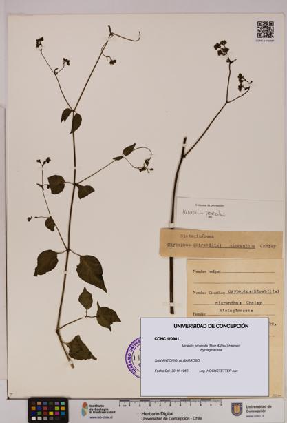 Mirabilis prostrata [Espécimen: UDEC:CONC:0110981]