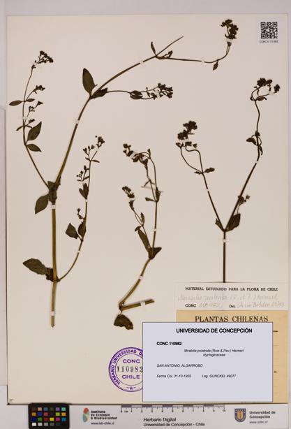 Mirabilis prostrata [Espécimen: UDEC:CONC:0110982]