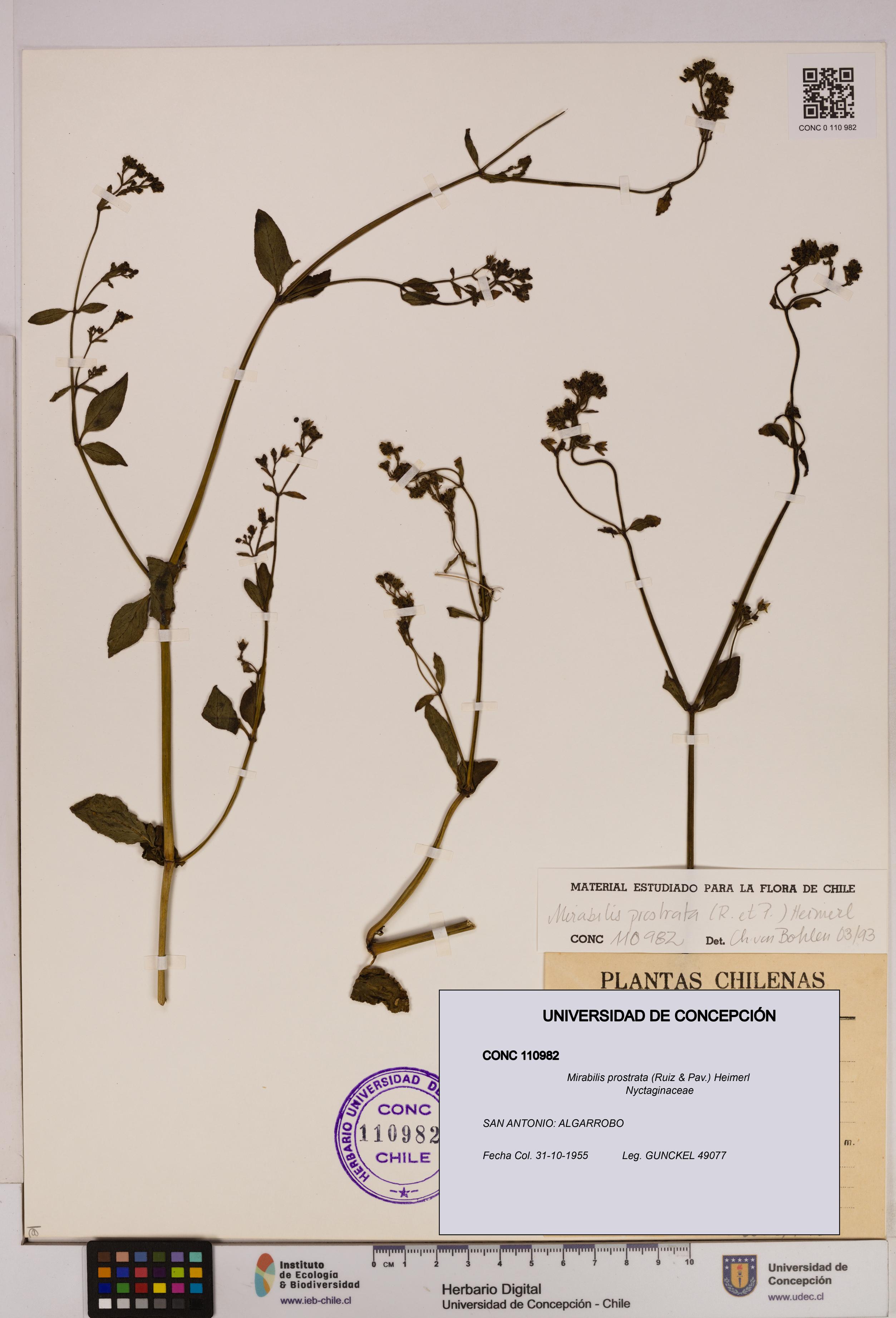 Mirabilis prostrata [Espécimen: UDEC:CONC:0110982]
