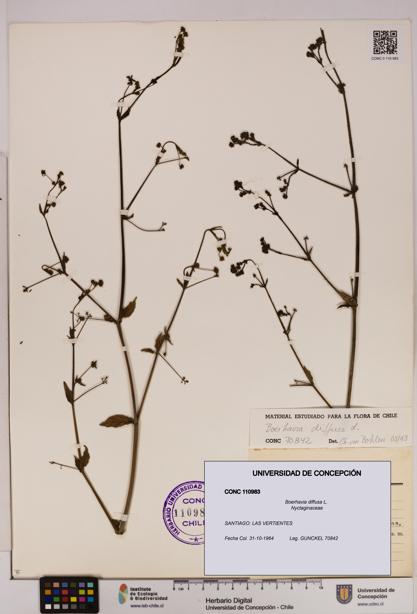 Boerhavia diffusa [Espécimen: UDEC:CONC:0110983]