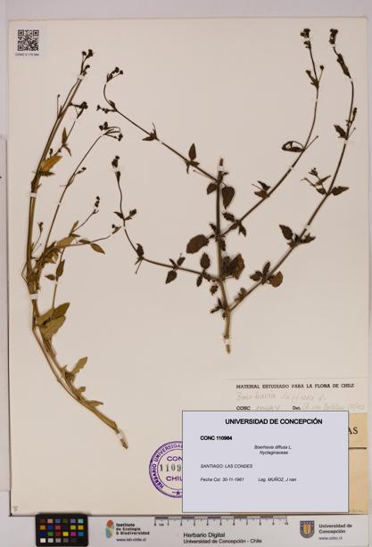 Boerhavia diffusa [Espécimen: UDEC:CONC:0110984]