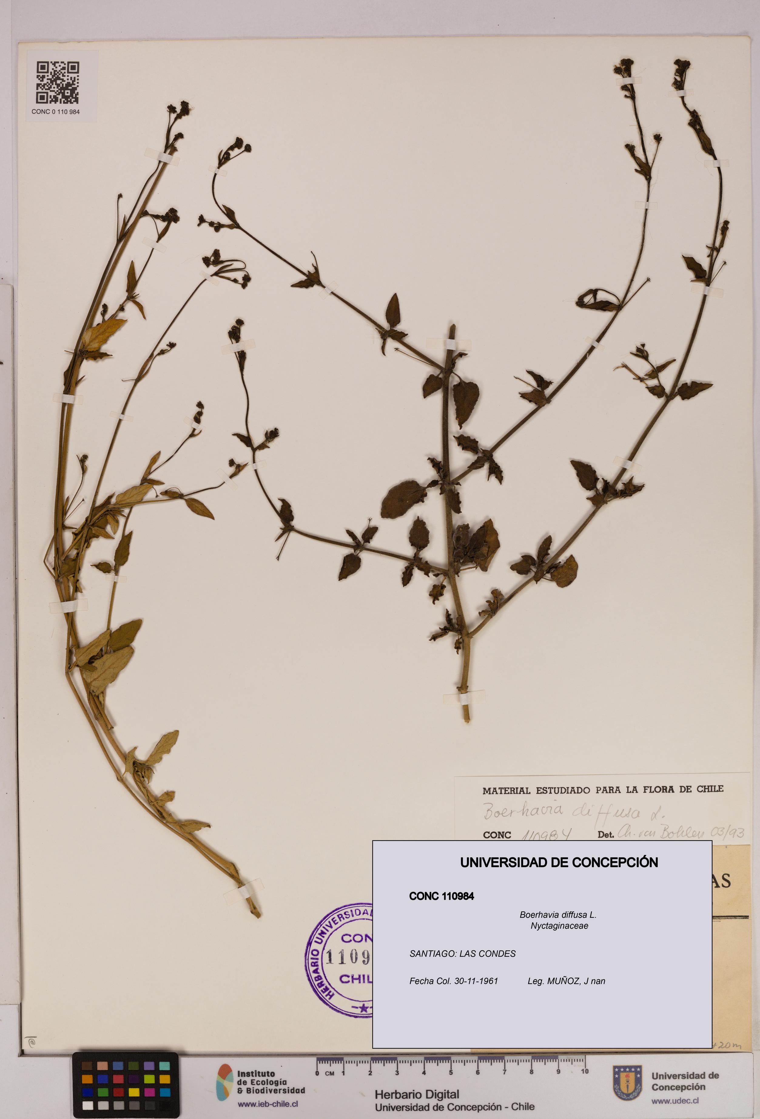Boerhavia diffusa [Espécimen: UDEC:CONC:0110984]