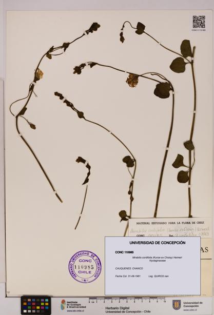 Mirabilis cordifolia [Espécimen: UDEC:CONC:0110985]