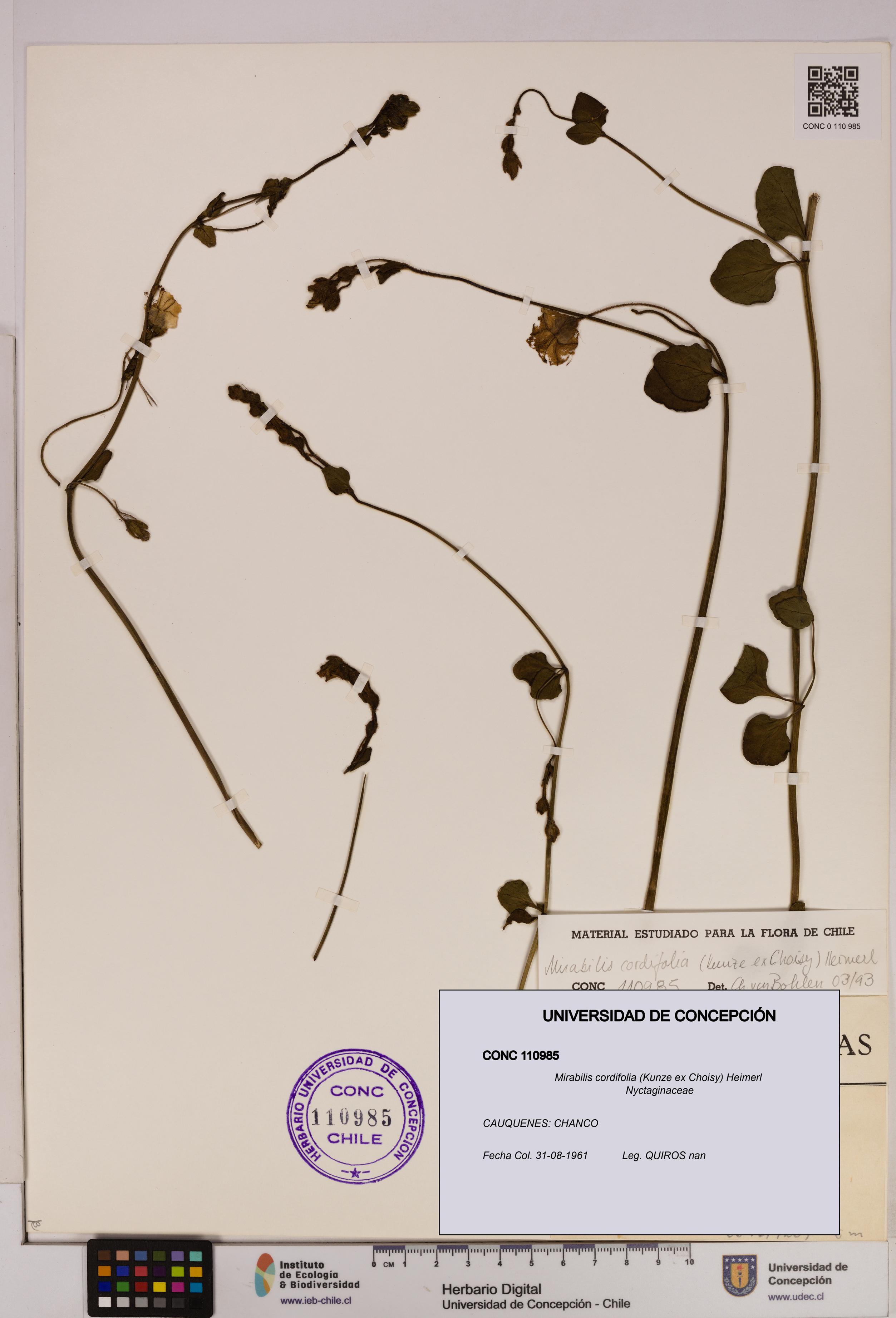 Mirabilis cordifolia [Espécimen: UDEC:CONC:0110985]