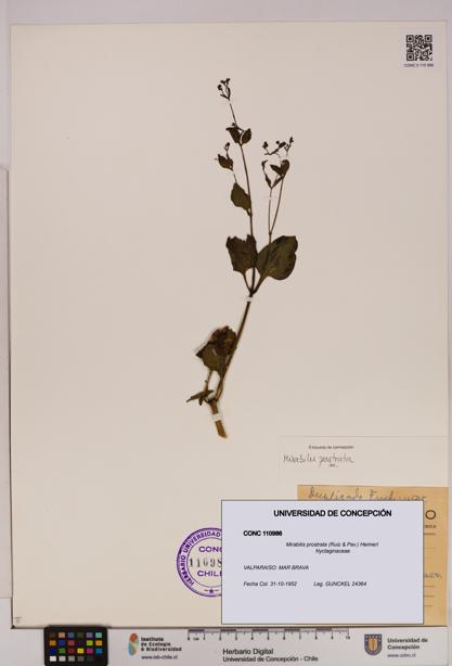 Mirabilis prostrata [Espécimen: UDEC:CONC:0110986]