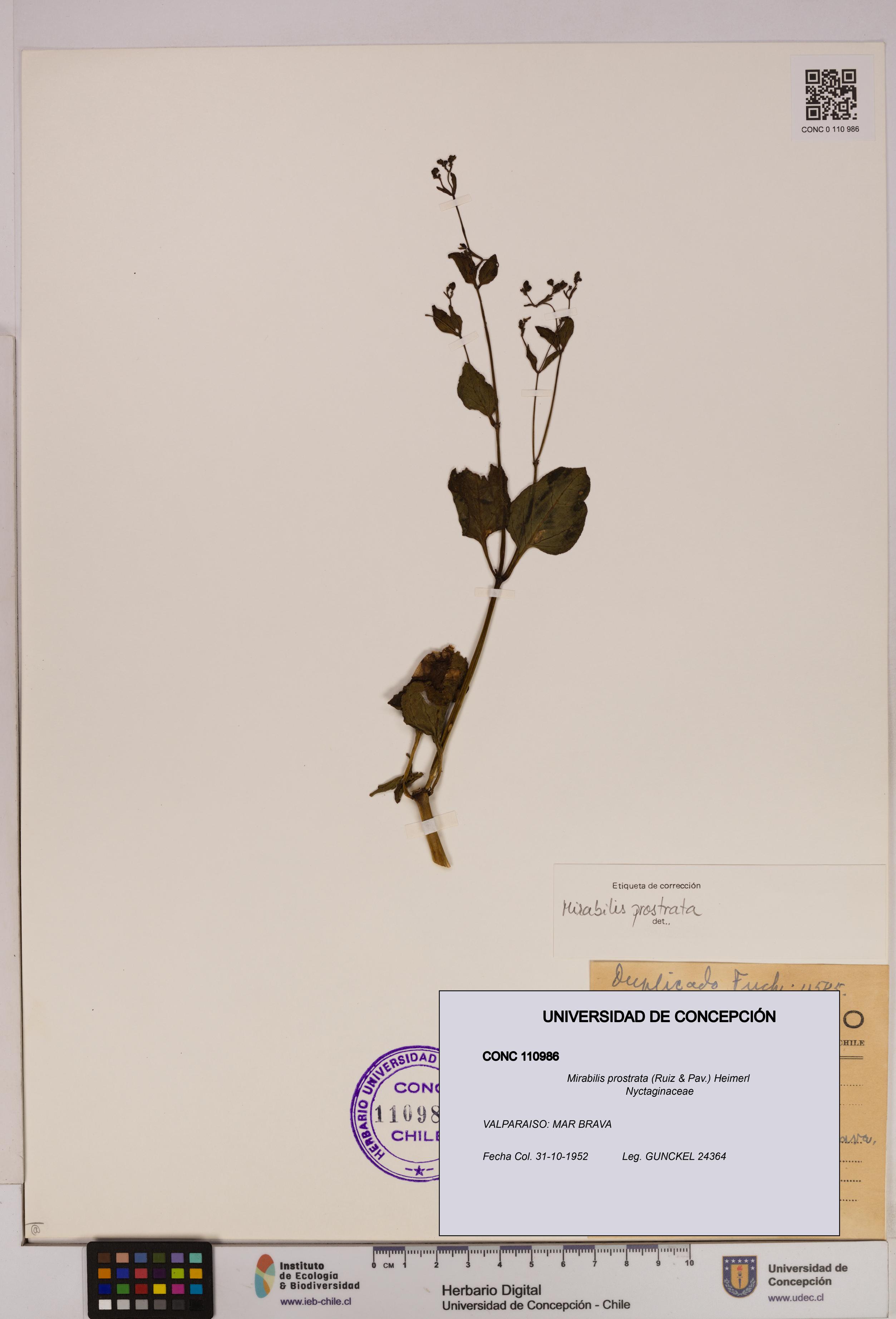 Mirabilis prostrata [Espécimen: UDEC:CONC:0110986]
