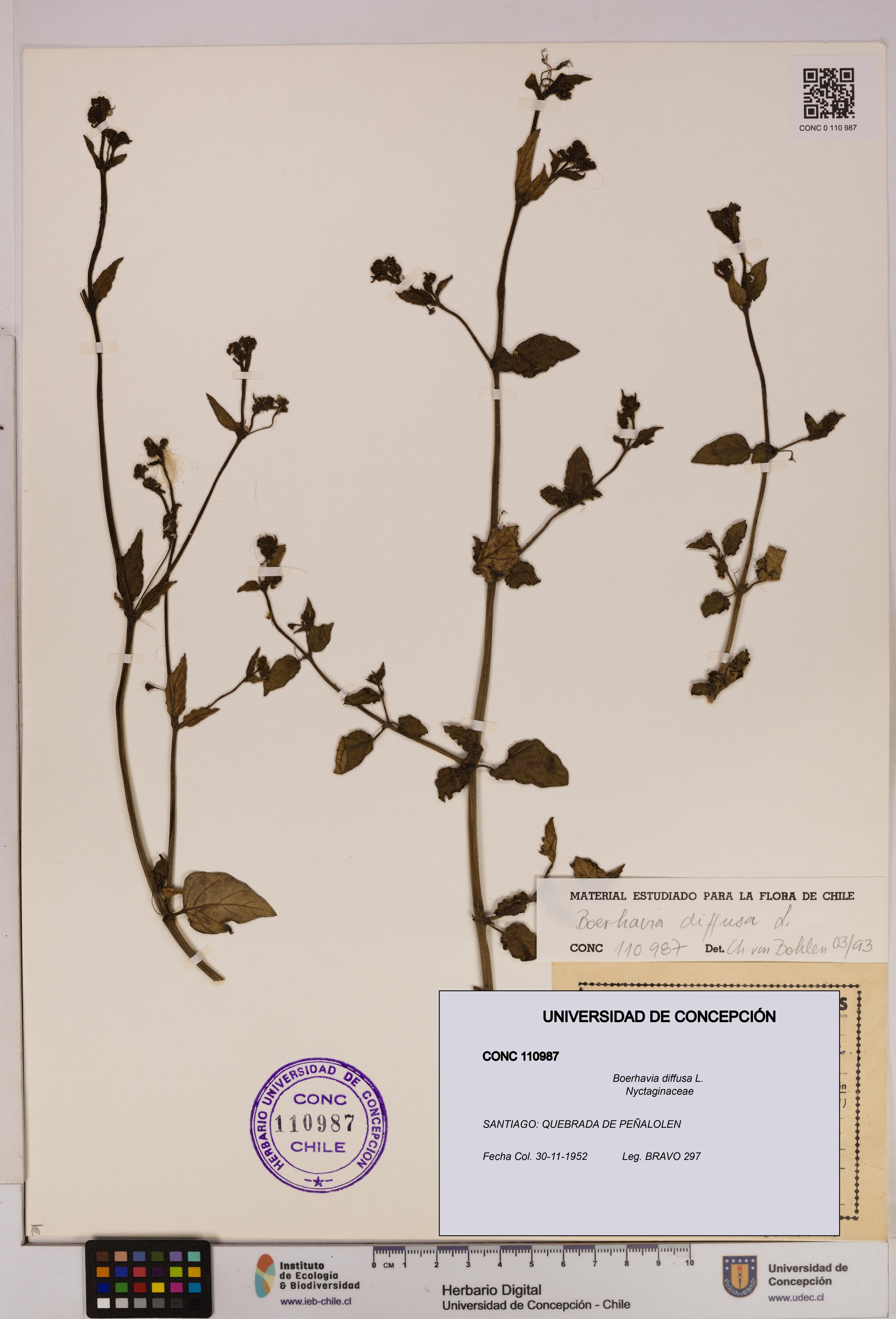Boerhavia diffusa [Espécimen: UDEC:CONC:0110987]