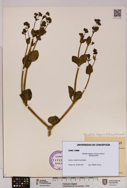 Mirabilis elegans [Espécimen: UDEC:CONC:0110988]