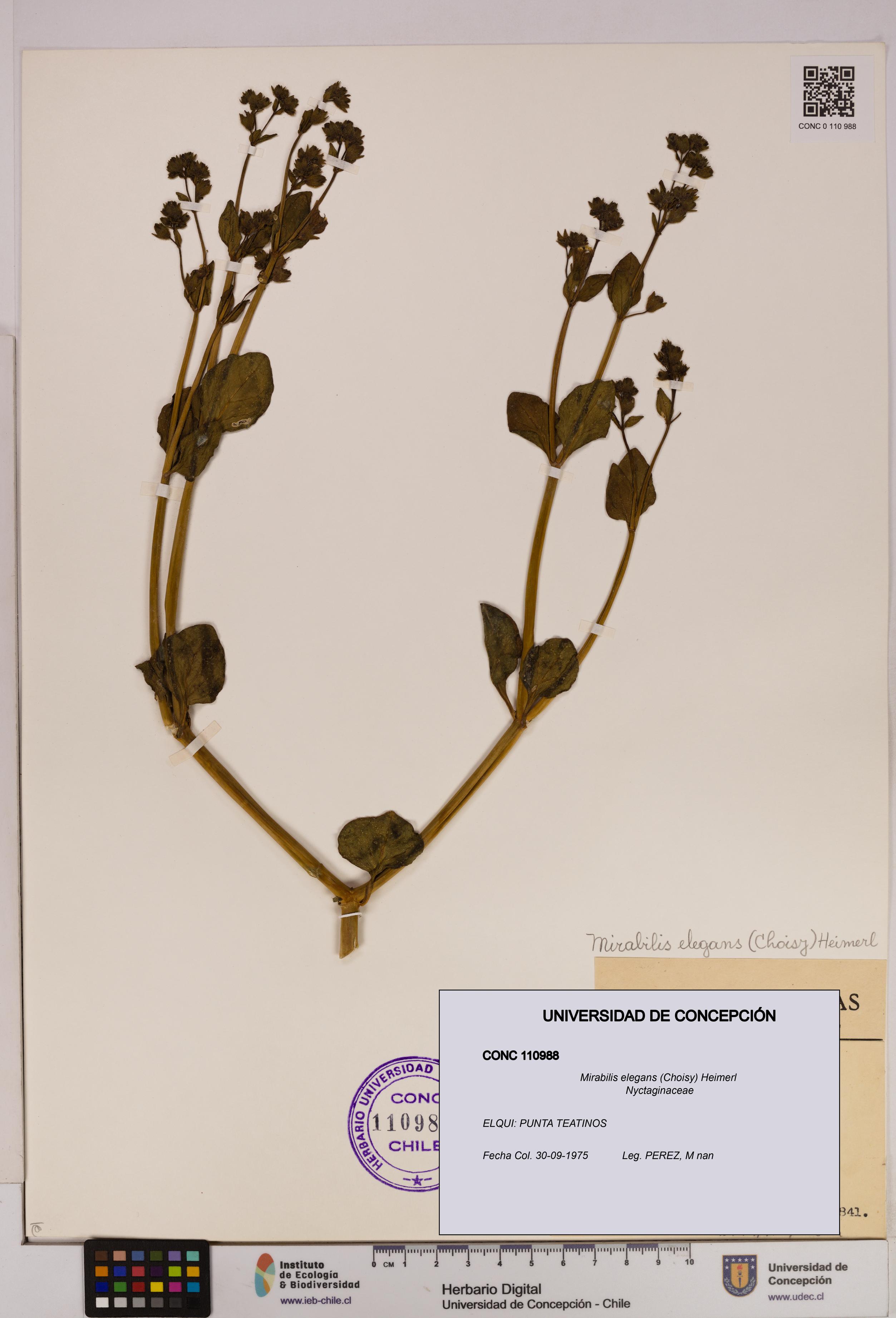 Mirabilis elegans [Espécimen: UDEC:CONC:0110988]