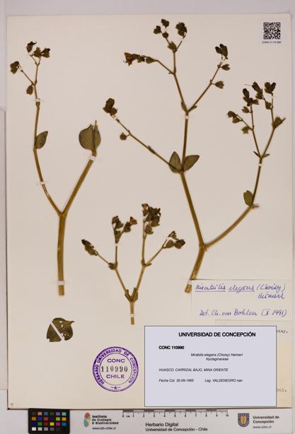Mirabilis elegans [Espécimen: UDEC:CONC:0110990]