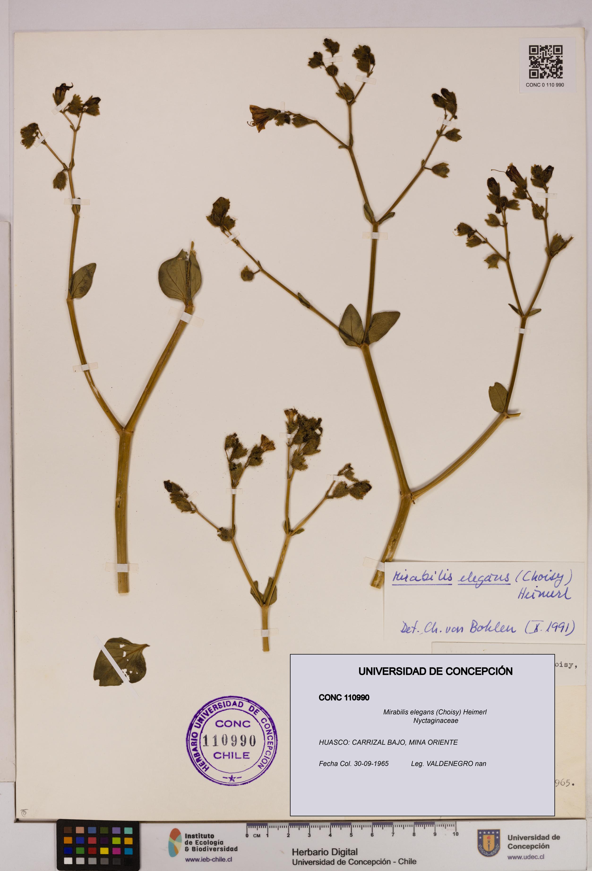 Mirabilis elegans [Espécimen: UDEC:CONC:0110990]