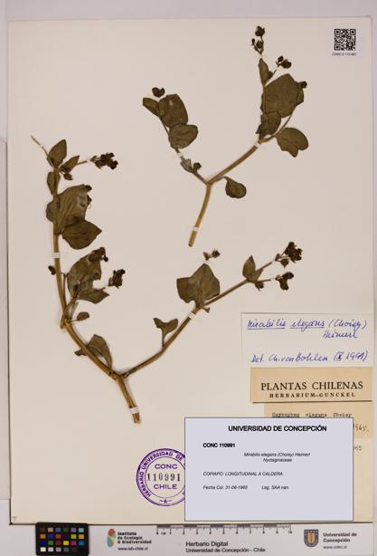 Mirabilis elegans [Espécimen: UDEC:CONC:0110991]