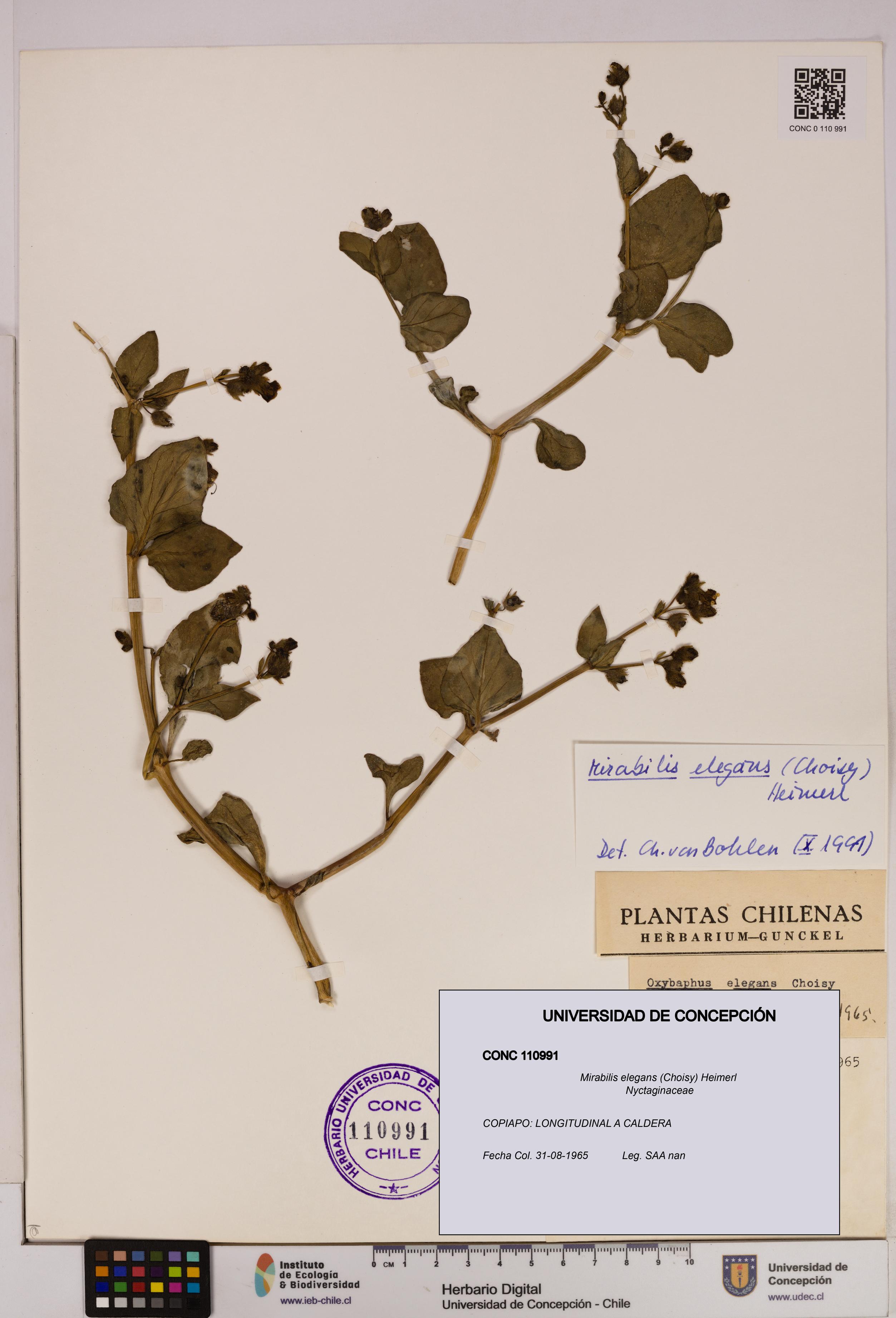 Mirabilis elegans [Espécimen: UDEC:CONC:0110991]