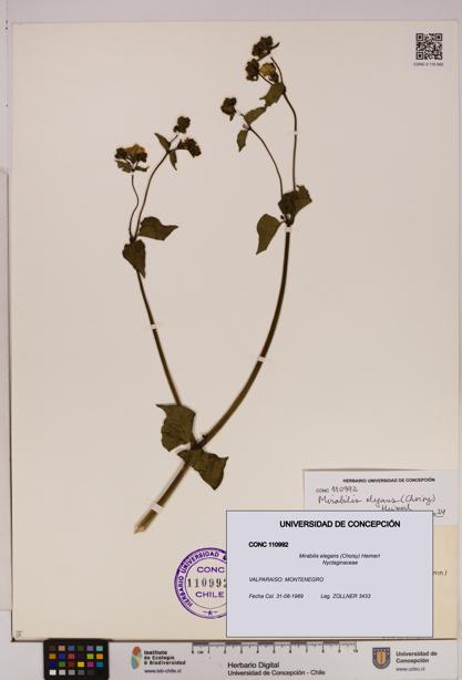 Mirabilis elegans [Espécimen: UDEC:CONC:0110992]