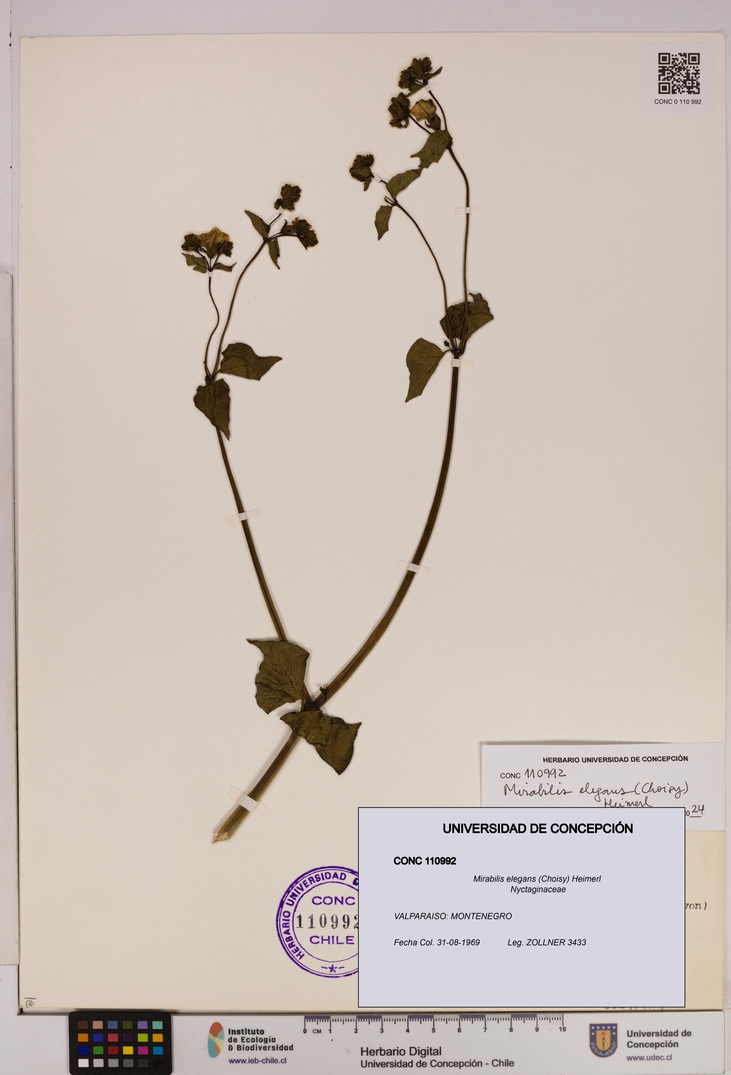 Mirabilis elegans [Espécimen: UDEC:CONC:0110992]