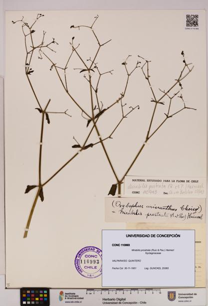 Mirabilis prostrata [Espécimen: UDEC:CONC:0110993]