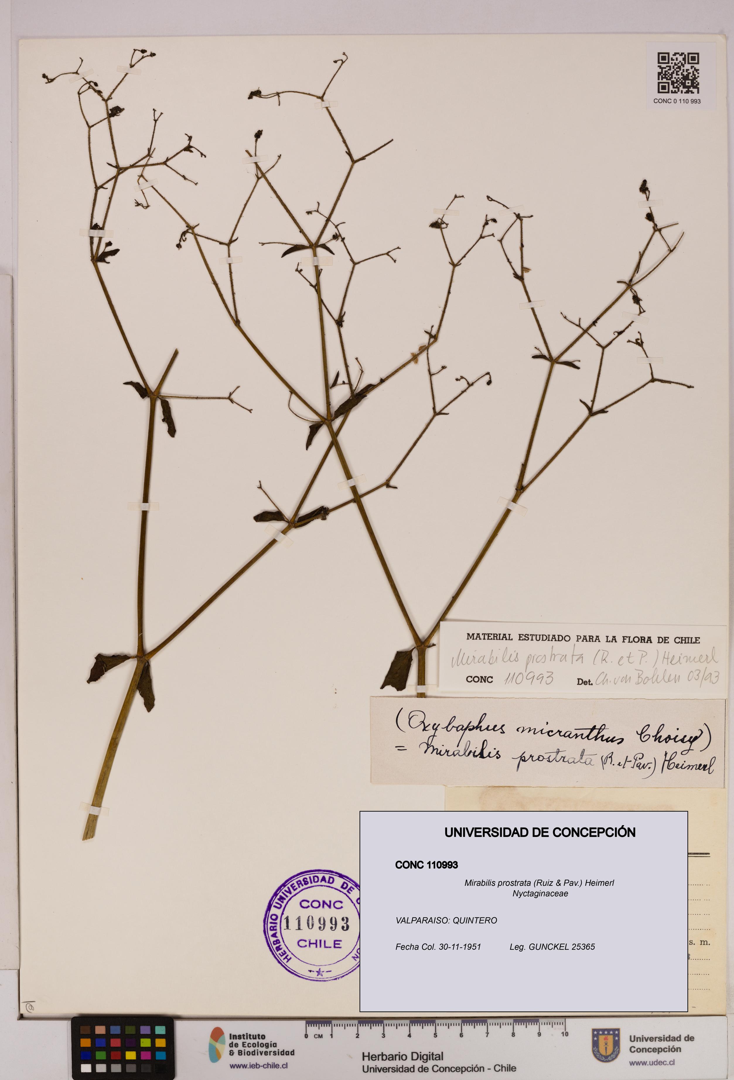 Mirabilis prostrata [Espécimen: UDEC:CONC:0110993]