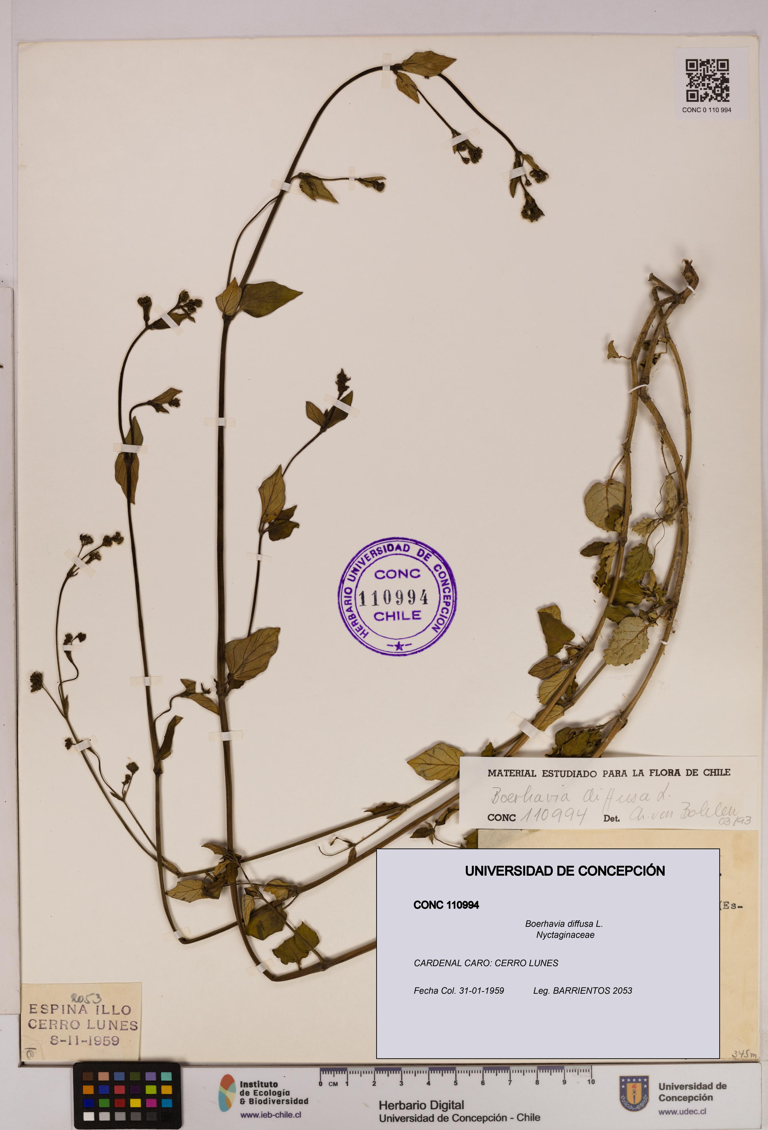 Boerhavia diffusa [Espécimen: UDEC:CONC:0110994]