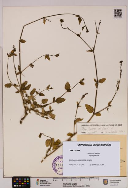 Boerhavia diffusa [Espécimen: UDEC:CONC:0110995]