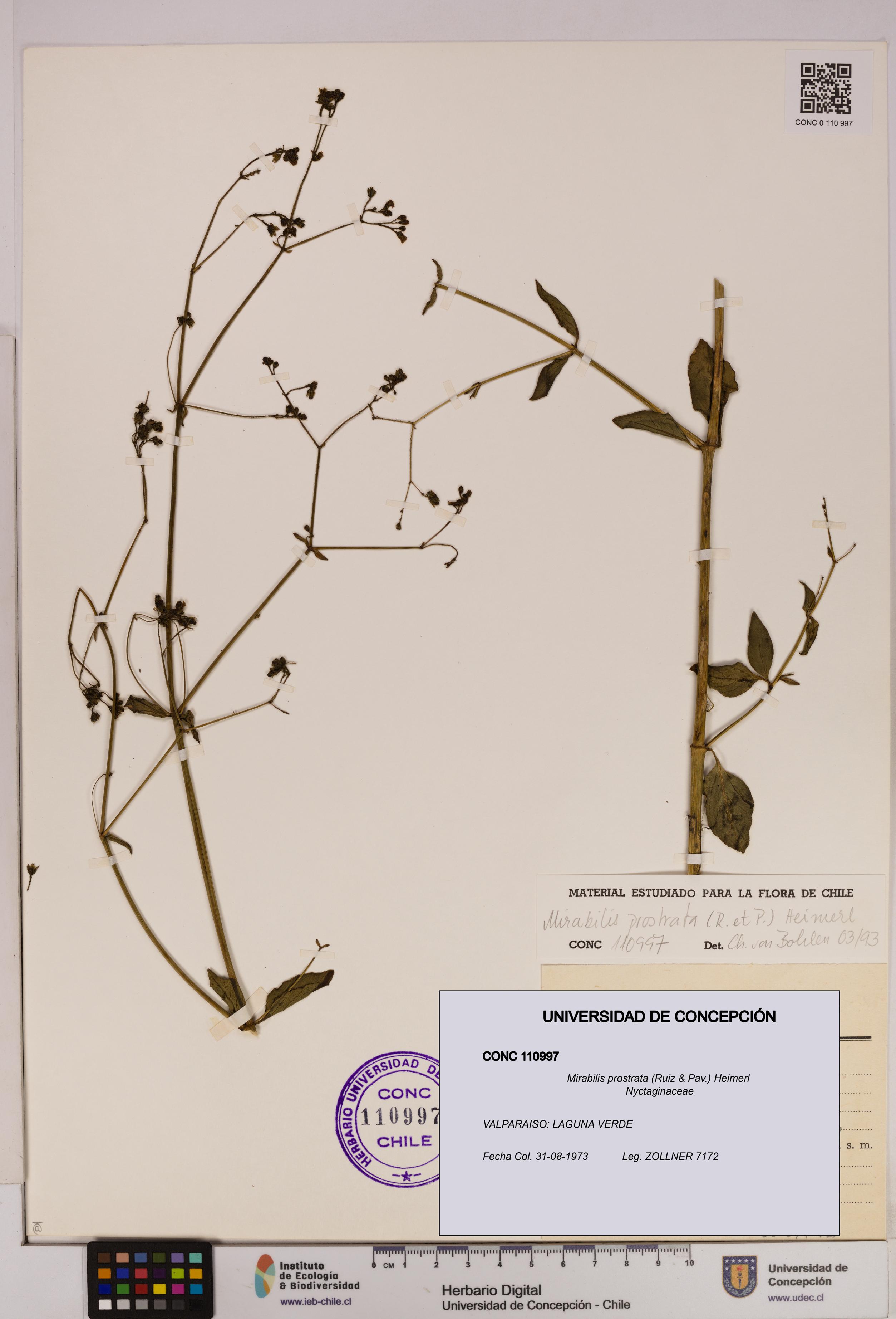 Mirabilis prostrata [Espécimen: UDEC:CONC:0110997]
