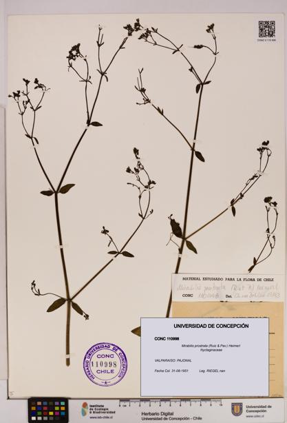 Mirabilis prostrata [Espécimen: UDEC:CONC:0110998]
