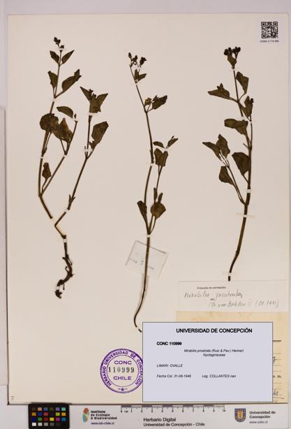 Mirabilis prostrata [Espécimen: UDEC:CONC:0110999]