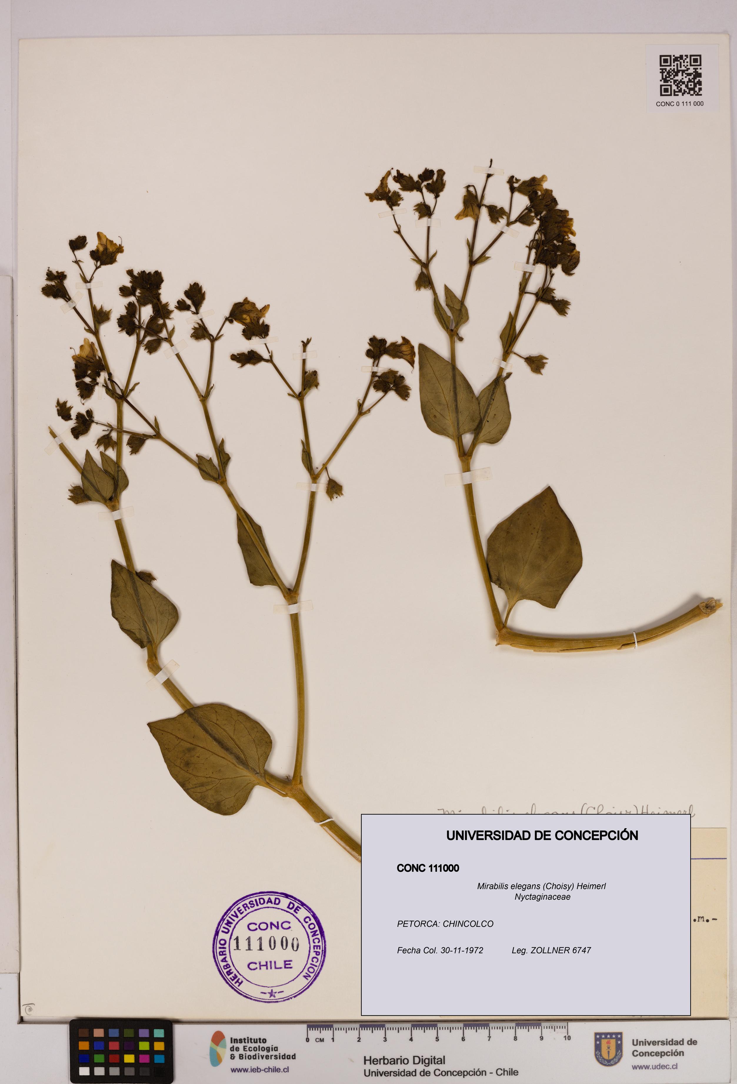 Mirabilis elegans [Espécimen: UDEC:CONC:0111000]