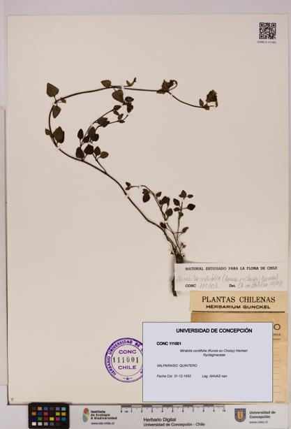 Mirabilis cordifolia [Espécimen: UDEC:CONC:0111001]