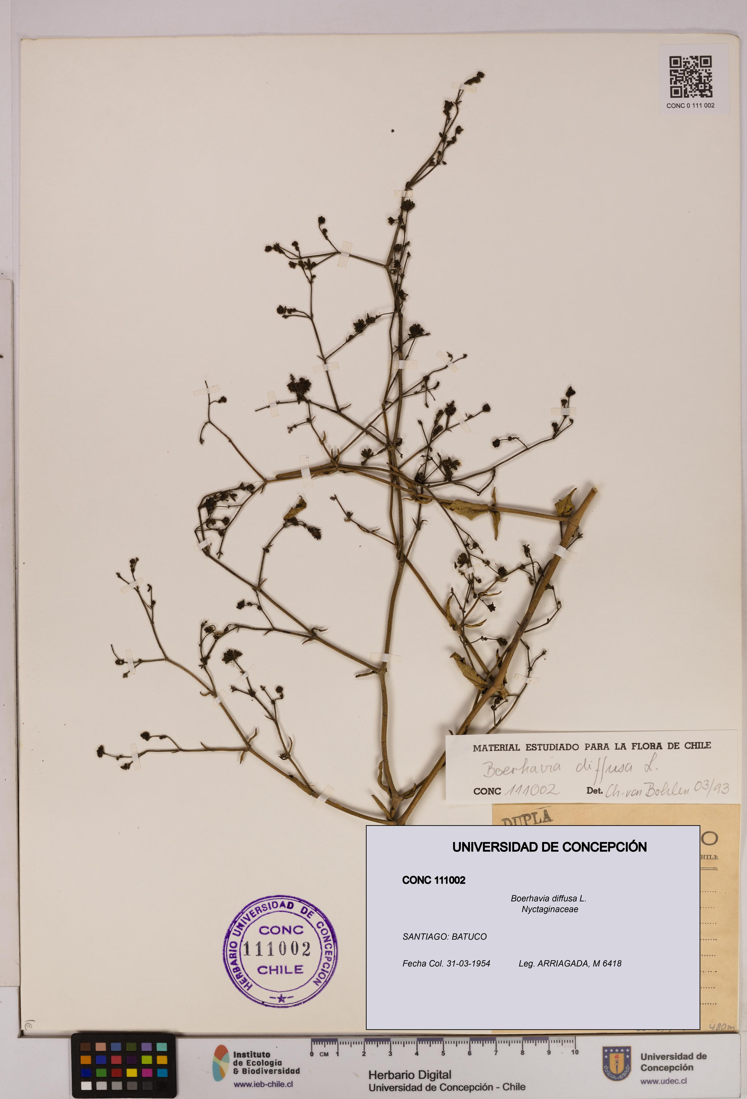Boerhavia diffusa [Espécimen: UDEC:CONC:0111002]