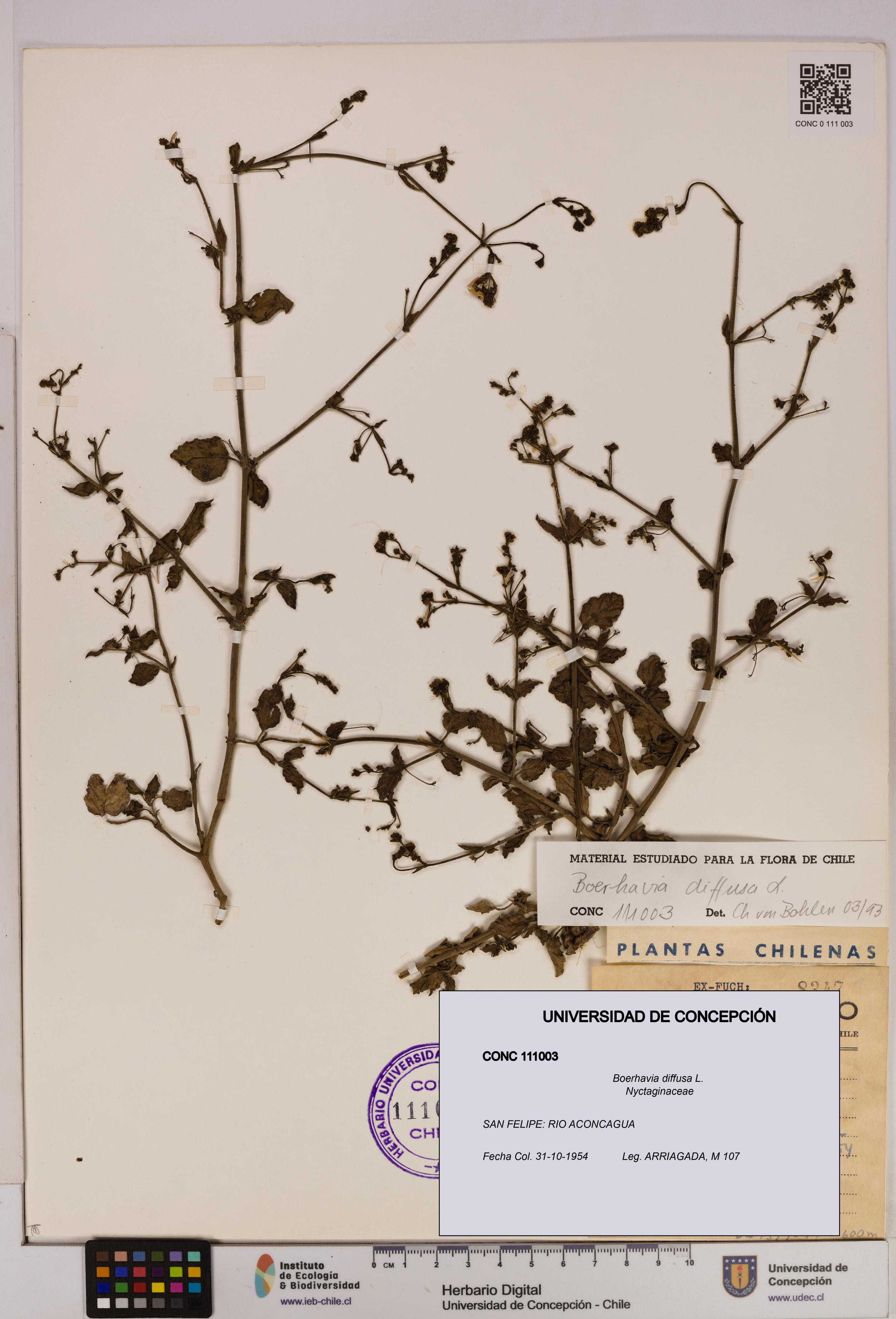 Boerhavia diffusa [Espécimen: UDEC:CONC:0111003]