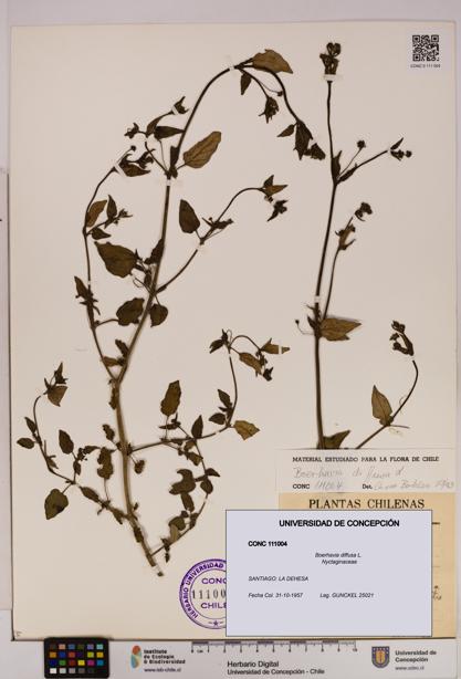 Boerhavia diffusa [Espécimen: UDEC:CONC:0111004]
